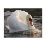 Busking Swan