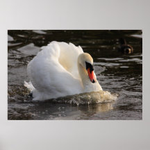 Busking Swan Print