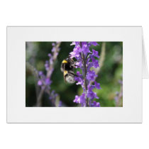 Busy Bee Card