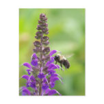 Busy Bee on the Purple Flower postcards