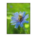 Busy bee postcards