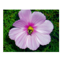 Busy Bee Postcard