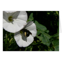 Busy Black Bee