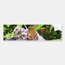Busy Butterfly Bumper Stickers