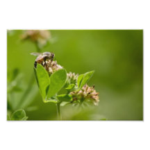 Busy Gathering Honeybee Photo Print