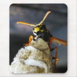 Busy Wasp mousepads