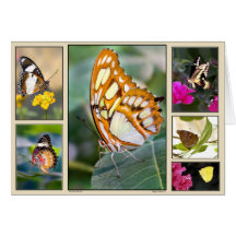 Butteflies Greeting Card