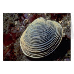 Butter clam (Saxidomus giganteus) Shell Greeting Cards