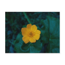 Butter Cup Post Cards