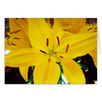 Butter Pixie Asiatic Lily Greeting Card