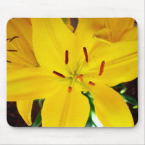 Butter Pixie Asiatic Lily Mousepad