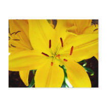 Butter Pixie Asiatic Lily Post Card