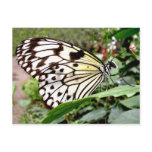 Buttercow Post Card