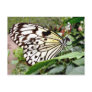 Buttercow