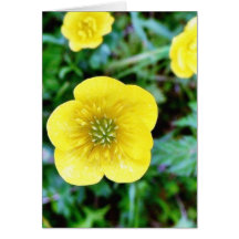 Buttercup Greeting Card