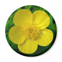 Buttercup Refrigerator Magnet