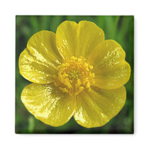 Buttercup Magnets