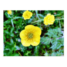 Buttercup Post Cards