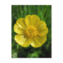 Buttercup Postcards