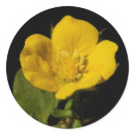 Buttercup ~ sticker