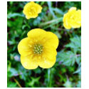 Buttercup t-shirts
