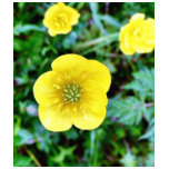 Buttercup t-shirts