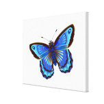 Butterfiy blue  Wrapped Canvas 20x16" Canvas Prints