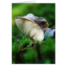 Butterflied Greeting Cards