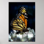 Butterflies and flowers love eachother