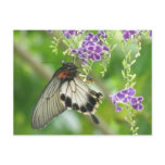 Butterflies and Flowers  Postcard