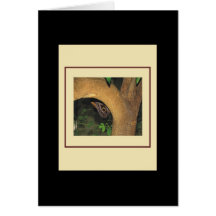 Butterflies and Moths Greeting Card