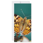 Butterflies are free rack cards