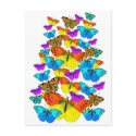 Butterflies! Butterflies!  Postcard
