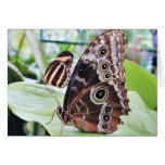 Butterflies Butterfly cards