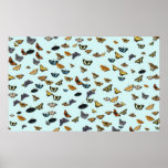 Butterflies  by TDGallery posters