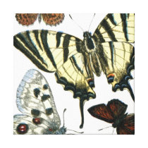 Butterflies Canvas Prints