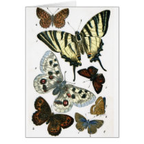 Butterflies Card