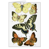 Butterflies Greeting Cards