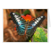 butterflies clipper card
