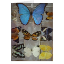 Butterflies of Panama Greeting Card
