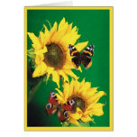 Butterflies of Summer 2 Greeting Cards