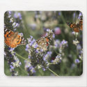 butterflies on lavender in flower mousepads