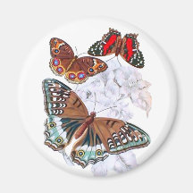Butterflies - Orange and Brown Fridge Magnets