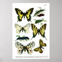 Butterflies Plate I 24" x 36" Poster posters