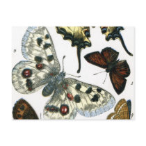 Butterflies Post Card