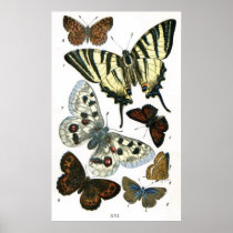 Butterflies Poster