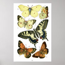 Butterflies Posters