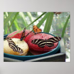 butterflies posters