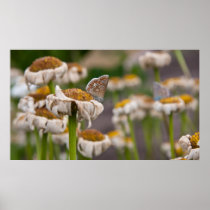 butterflies poster