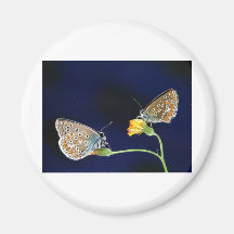 butterflies spring fling magnets
